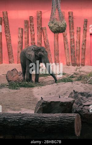 Éléphant d'Afrique (Loxodonta africana) au zoo de Beekse Bergen, aux Pays-Bas, en Europe. Banque D'Images