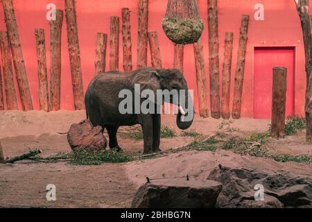 Éléphant d'Afrique (Loxodonta africana) au zoo de Beekse Bergen, aux Pays-Bas, en Europe. Banque D'Images