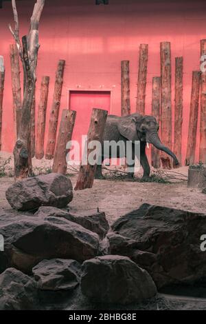 Éléphant d'Afrique (Loxodonta africana) au zoo de Beekse Bergen, aux Pays-Bas, en Europe. Banque D'Images