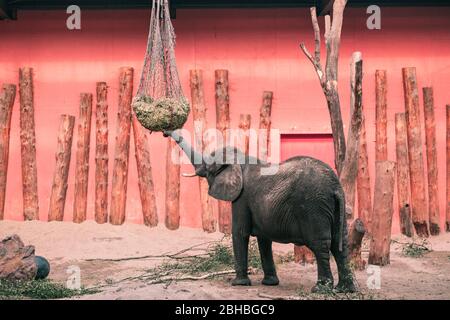 Éléphant d'Afrique (Loxodonta africana) au zoo de Beekse Bergen, aux Pays-Bas, en Europe. Banque D'Images