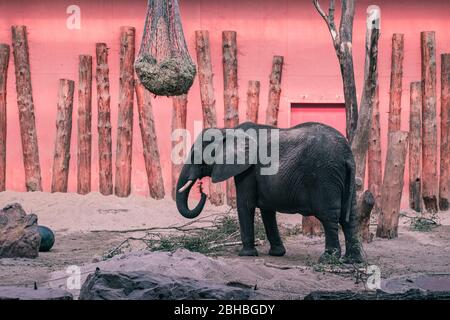 Éléphant d'Afrique (Loxodonta africana) au zoo de Beekse Bergen, aux Pays-Bas, en Europe. Banque D'Images