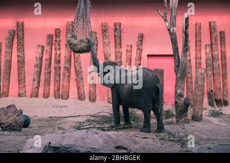 Éléphant d'Afrique (Loxodonta africana) au zoo de Beekse Bergen, aux Pays-Bas, en Europe. Banque D'Images