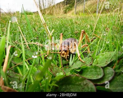 La weta géante de l'île Stephens ou la weta géante du détroit de Cook, dans le sanctuaire sans prédateurs de l'île Maud. Ces énormes insectes menacés sont endémiques en Nouvelle-Zélande. Banque D'Images