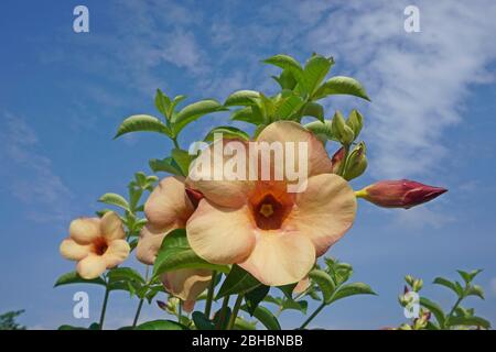 fleur d'allamanda de pêche Banque D'Images