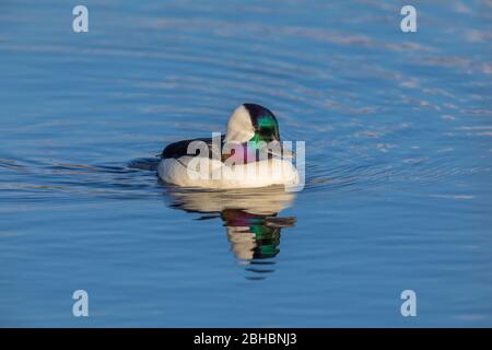 Le buffle Drake repose sur un lac du nord du Wisconsin. Banque D'Images