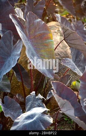 Colocasia Black Magic ou Black Elephant Ears Plant ou Colocasia esculenta avec des feuilles violettes-noires pleines poussiéreuses avec des gouttes de rosée dans la lumière du matin. Banque D'Images
