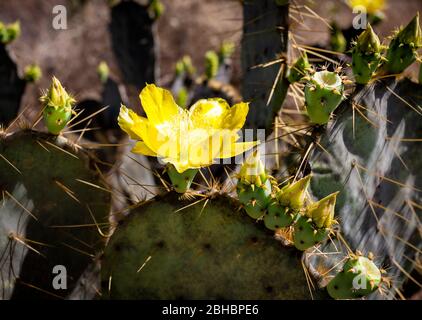 Fleur de cactus de poire pickly à Queretaro, Mexique. Banque D'Images