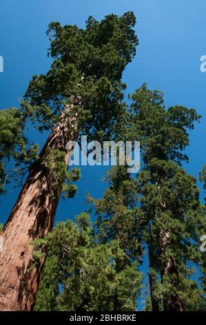 Sequoia (Redwood) Arbres, Yosemite National Park, California, USA Banque D'Images