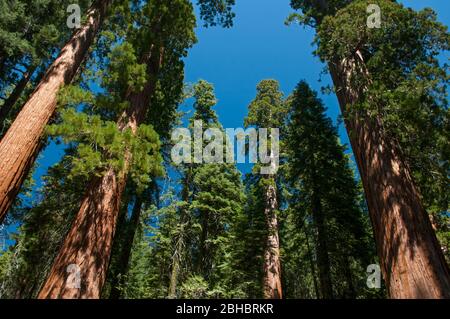 Sequoia (Redwood) Arbres, Yosemite National Park, California, USA Banque D'Images