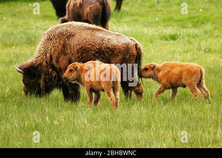 Bison femelle avec des veaux qui paissent dans le Parc National de Yellowstone, Wyoming, USA Banque D'Images