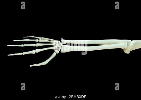 Rendu tridimensionnel - mains de squelette humain, articulations osseuses du corps isolées sur noir Banque D'Images