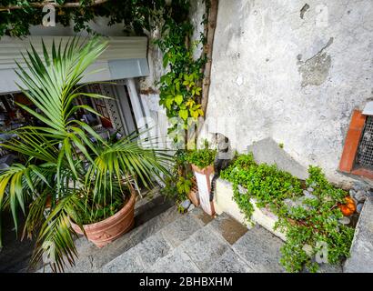 Un joli chat tabby gris errant près d'un vieux mur de plâtre dans la station balnéaire de Positano Italie, sur la côte amalfitaine Banque D'Images