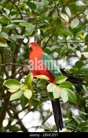 Le très beau perroquet mâle King craquelant l'écrou d'un arbre Camillia. Banque D'Images