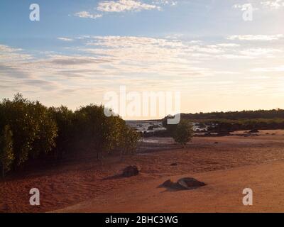 Mangroves blanches (marina d'Avicennia) sur les vasières marécageuses de Roebuck Bay, Broome, Australie occidentale. Banque D'Images