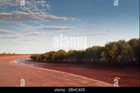 Mangroves blanches (marina d'Avicennia) sur les vasières marécageuses de Roebuck Bay, Broome, Australie occidentale. Banque D'Images