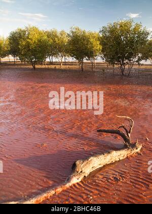 Mangroves blanches (marina d'Avicennia) sur les vasières marécageuses de Roebuck Bay, Broome, Australie occidentale. Banque D'Images