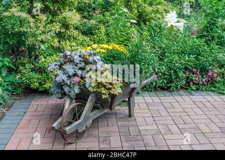 L'ancienne brouette en bois avec roue rouillée sert de pot de fleurs pour la décoration de jardin à l'extérieur. Belle idée pour le jardinage élégant 'vous-même'. Banque D'Images