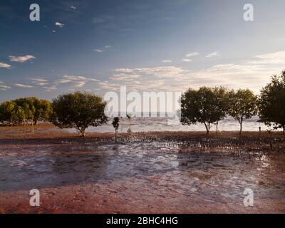 Mangroves blanches (marina d'Avicennia) sur les vasières marécageuses de Roebuck Bay, Broome, Australie occidentale. Banque D'Images