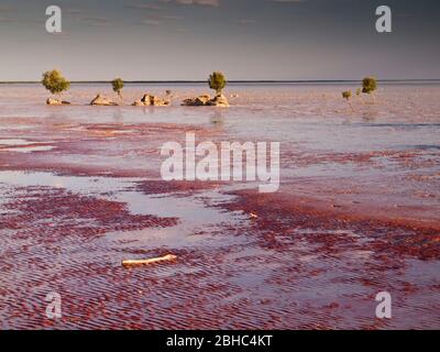 Mangroves blanches (marina d'Avicennia) sur les vasières marécageuses de Roebuck Bay, Broome, Australie occidentale. Banque D'Images