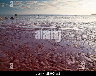 Zones intertidales, Roebuck Bay, Broome, Australie occidentale. Banque D'Images