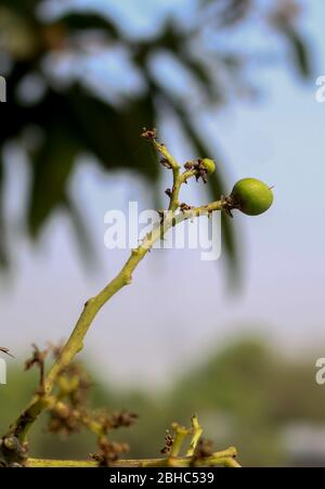 Little Mango grandit sur l'arbre. Mangifera indica, communément appelée mangue, est une espèce de plante à fleurs dans la famille des sumac et des veniveux anacar Banque D'Images