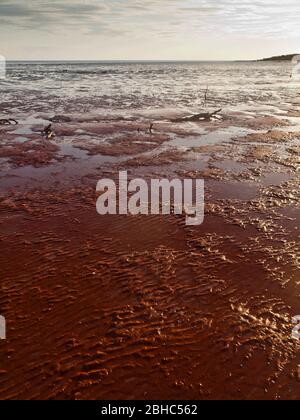 Zones intertidales, Roebuck Bay, Broome, Australie occidentale. Banque D'Images