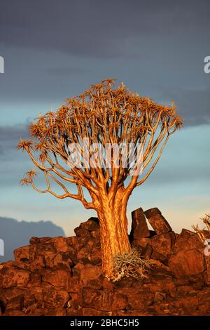 Kocurboom ou arbre de quiver (Aloe dichotoma) en fin d'après-midi, camp de Mesosaurus Fossil, près de Keetmanshoop, Namibie, Afrique Banque D'Images