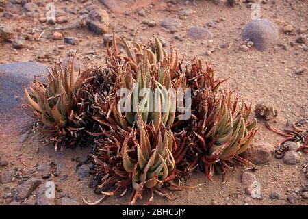 Jeune kocurboom ou arbre de quiver (Aloe dichotoma), camp de Mesosaurus Fossil, près de Keetmanshoop, Namibie, Afrique Banque D'Images