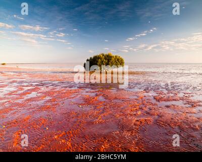 Mangrove blanche solitaire (marina d'Avicennia) sur les vasières marécageuses de Roebuck Bay, Broome, Australie occidentale. Banque D'Images