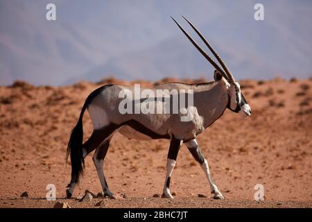 Gemsbok (oryx gazella), réserve naturelle de NamibRand, Sud de la Namibie, Afrique Banque D'Images