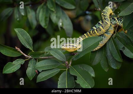 Vipère à fosse de Wagler - Tropidolaemus parileri, vipère de belle couleur des forêts et des bois d'Asie du Sud-est, Malaisie. Banque D'Images
