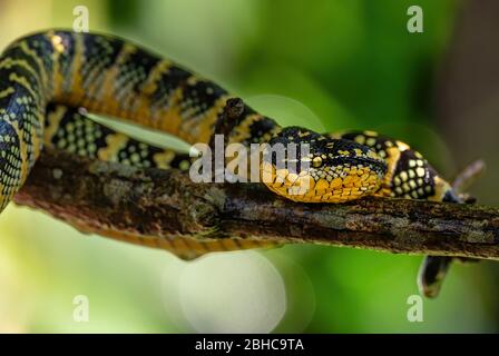 Vipère à fosse de Wagler - Tropidolaemus parileri, vipère de belle couleur des forêts et des bois d'Asie du Sud-est, Malaisie. Banque D'Images