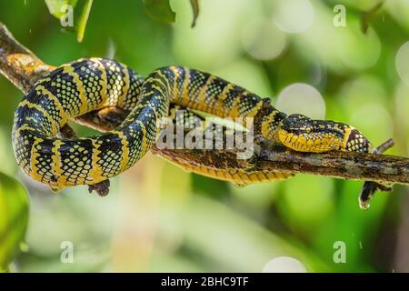 Vipère à fosse de Wagler - Tropidolaemus parileri, vipère de belle couleur des forêts et des bois d'Asie du Sud-est, Malaisie. Banque D'Images