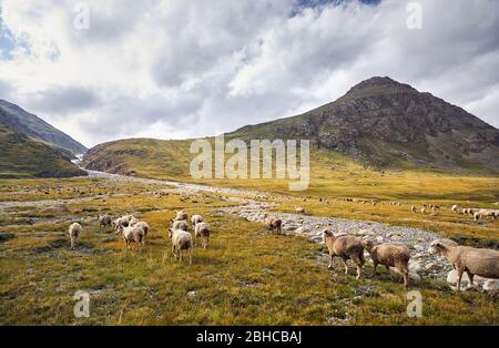 Moutons dans près de la rivière dans les montagnes Terskey Alatau, du Kirghizistan, de l'Asie centrale Banque D'Images