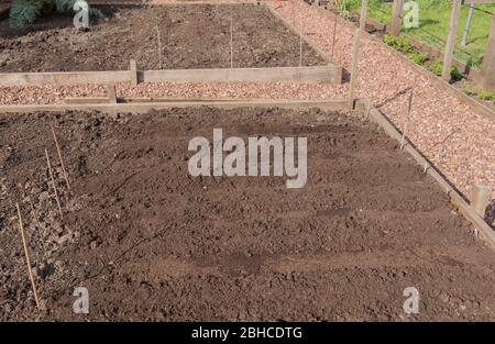 Rangées de Beetroot et de graines de Spinach plantées à Compost dans des lits élevés sur un allotissement biologique dans un jardin de légumes dans le Devon rural, Angleterre, Royaume-Uni Banque D'Images