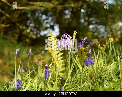 Hedgeriw Bluebells et Ferns le matin du printemps Banque D'Images