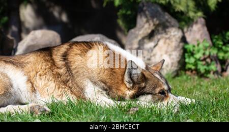 Portrait d'un chien husky allongé sur l'herbe. Banque D'Images