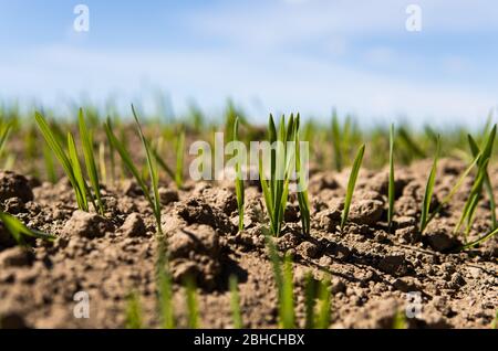 Jeunes plants de blé qui poussent sur un champ dans un sol noir. Le blé vert de printemps pousse dans le sol. Gros plan sur le seigle de germination dans un domaine agricole dans un Banque D'Images
