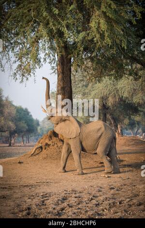 Les arbres d'Ana, Faidherbia albida, sur la plaine inondable de Zambezi, le parc national des piscines de Mana, Mashonaland West, Zimbabwe, sont les favoris pour les éléphants d'Afrique Banque D'Images