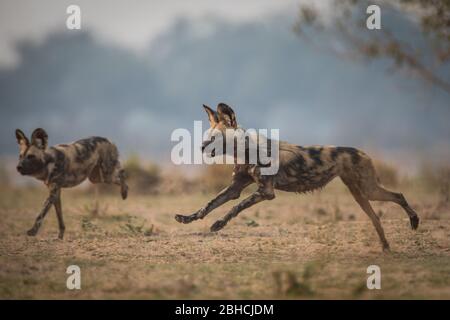 Chiens sauvages, Lycaon pictus, patrouille de la plaine inondable de Zambèze, Chikwenya, concession safari, Parc national des piscines de Mana, province de Mashonaland Ouest, Zimbabwe. Banque D'Images