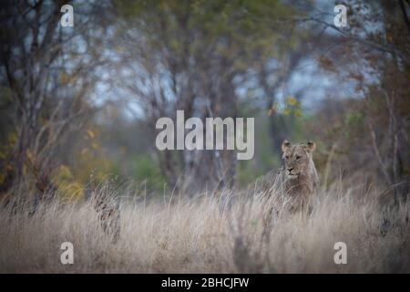 Le parc national de Hwange, province du Nord de Matabeleland, au Zimbabwe, offre un habitat au lion africain, Panthera leo. Banque D'Images