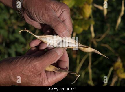 Culture de haricots de la faba à Villademoros, Asturies, nord de l'Espagne Banque D'Images