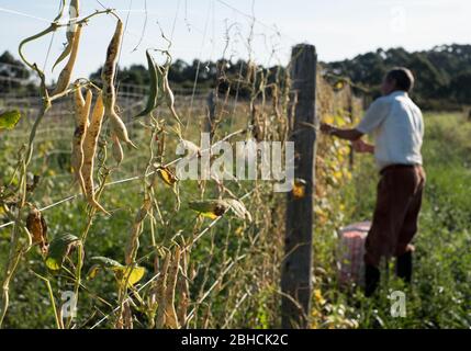 Culture de haricots de la faba à Villademoros, Asturies, nord de l'Espagne Banque D'Images