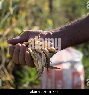 Culture de haricots de la faba à Villademoros, Asturies, nord de l'Espagne Banque D'Images