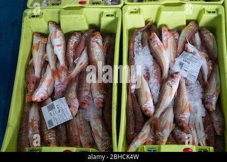 Poisson en vente sur le marché de gros de Luarca sur la côte des Asturies, dans le nord de l'Espagne Banque D'Images