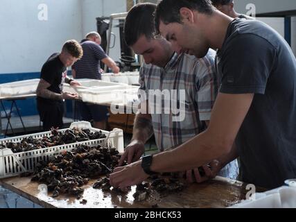 Nettoyage des barnacles à col d'oie (perception) à l'intérieur du marché de gros du poisson à Luarca sur la côte des Asturies, dans le nord de l'Espagne Banque D'Images