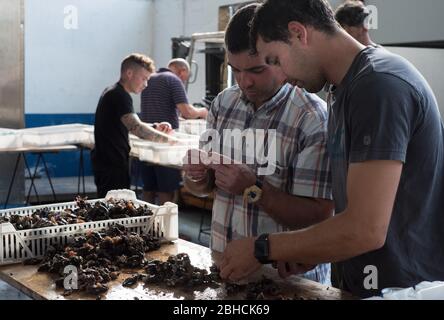 Nettoyage des barnacles à col d'oie (perception) à l'intérieur du marché de gros du poisson à Luarca sur la côte des Asturies, dans le nord de l'Espagne Banque D'Images