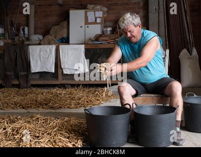 Culture de haricots de la faba à Villademoros, Asturies, nord de l'Espagne Banque D'Images