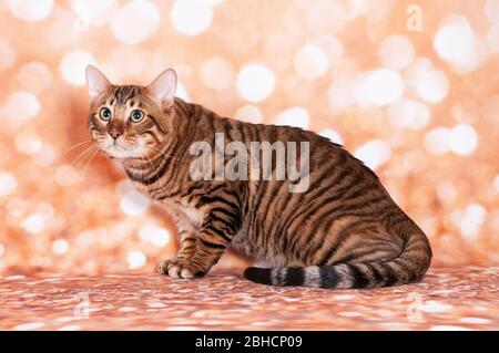 Toyger chat sur un chat show sur fond pailleté doré Banque D'Images