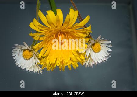 Fleurs de Printemps sauvage Banque D'Images